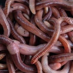 Nash Wormcell 500ml -Spro Voor Visgerei Winkel 3721557Nash Wormcell 500ml 1