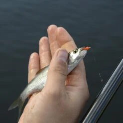 Cresta Spaghetti Worms -Spro Voor Visgerei Winkel 3953085Cresta Spaghetti Worms 4